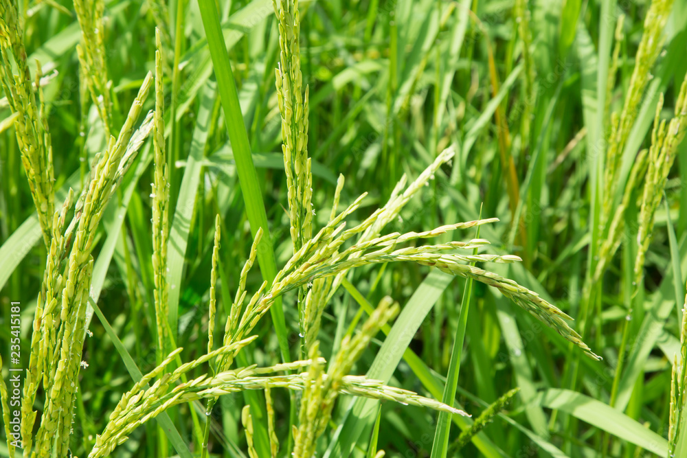 Paddy rice field close up.