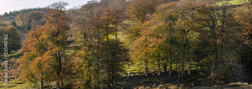 Fototapeta Naklejka Na Ścianę i Meble -  Stunning vibrant Autumn Fall forest woodland in Dartmoor with gorgeous sunlight hitting trees
