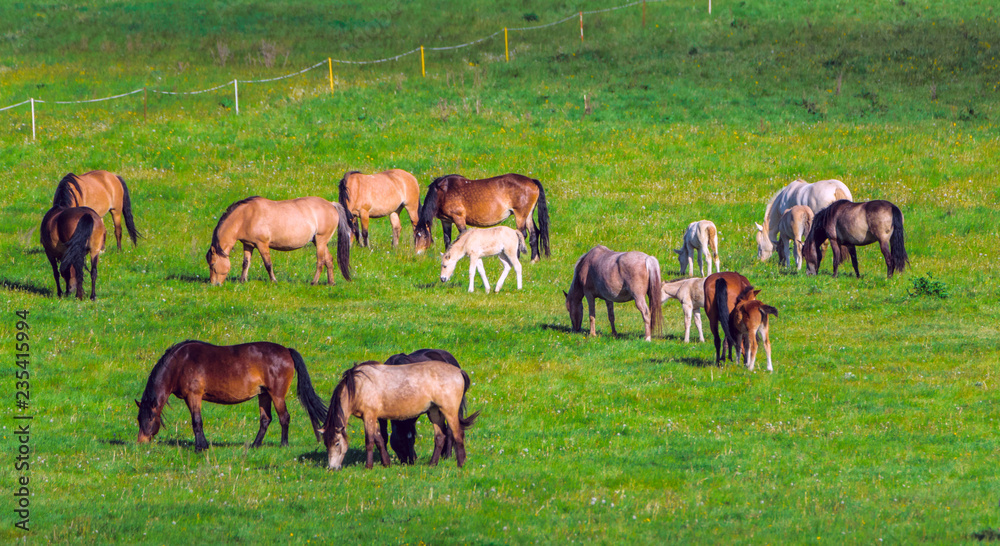 Obraz premium herd of horses grazing in the meadow