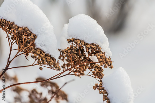 The beautiful dried orange and yellow flowers sedum telephium with white snow are on the white blurred background in winter photo