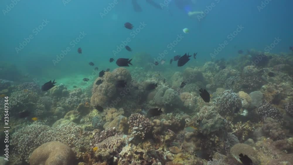 Fish and coral reef at diving. Wonderful and beautiful underwater world with corals and tropical fish. Hard and soft corals. Philippines, Mindoro. Diving and snorkeling in the tropical sea. Travel Fish and coral reef at diving. Wonderful and beautiful underwater world with corals and tropical fish. Hard and soft corals. Philippines, Mindoro. Diving and snorkeling in the tropical sea. Travel