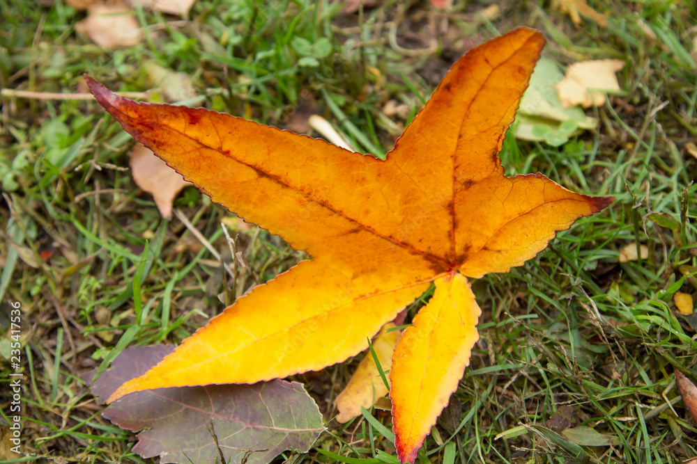 Maple leaf on green lawn in autumn sunny day, blurred background Maple leaf on green lawn in autumn sunny day, blurred background