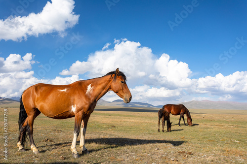 Pferde am Song K  l See in Kirgistan