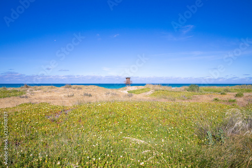 wooden watchtower for lifeguard in Palmar Beach, behind lush green plants, with ocean water in horizon. In Vejer village (Cadiz, Andalusia, Spain)