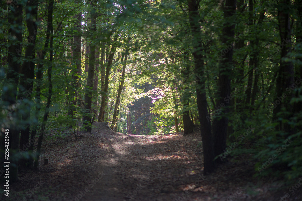 Obraz premium German forest