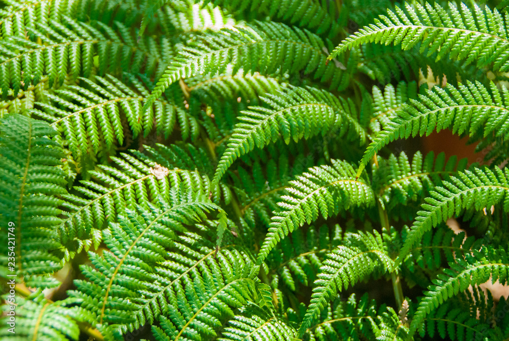 fern leaves in dappled moody ight