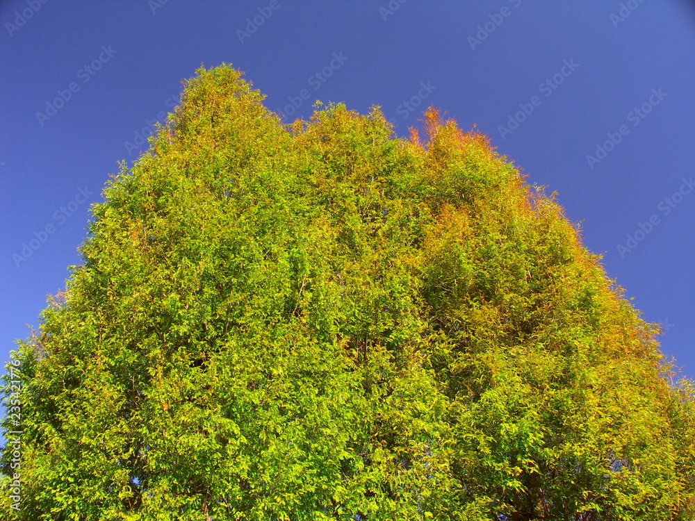 Fototapeta premium 色づき始めたメタセコイア