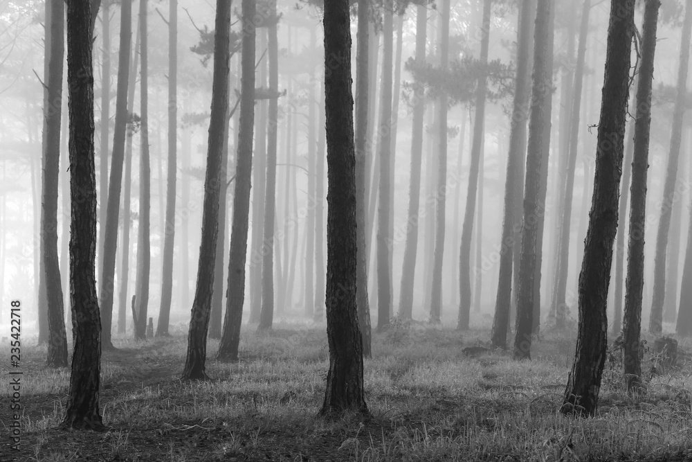 Naklejka premium Fantastic foggy forest with pine tree in the sunlight. Sun beams through tree.