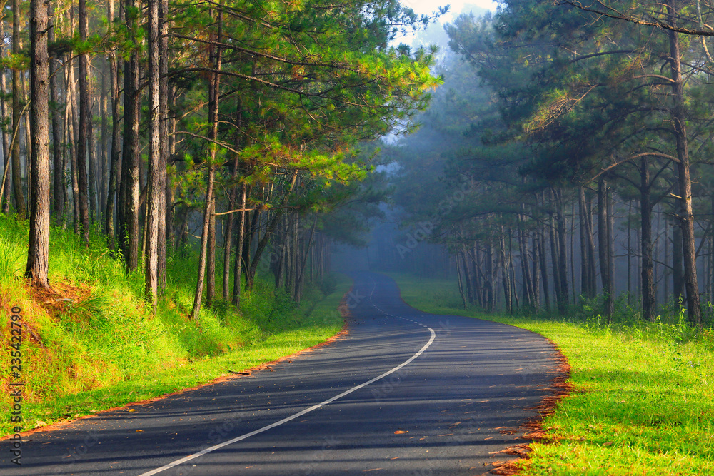 Fototapeta premium Beautiful road through pine forest