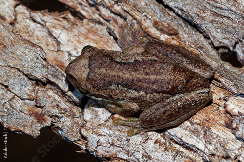 Southern Brown Tree Frog - Litoria ewingi  whistling tree frog or Ewing s tree frog  species of tree frog native to Australia