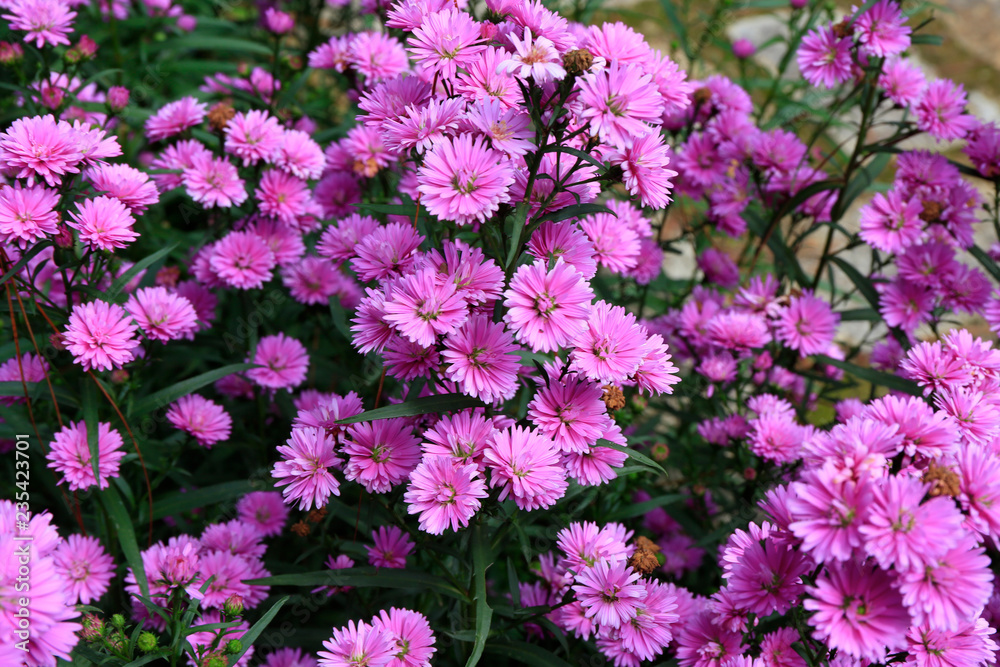 Aster amellus blossoming Aster amellus blossoming