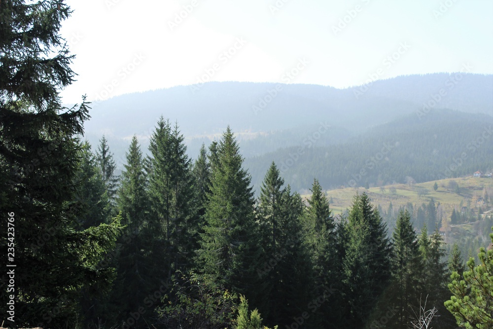 Fototapeta premium forest in the fog