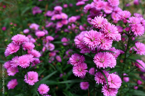 Aster amellus blossoming 