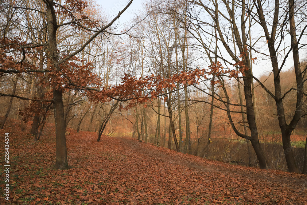 Fototapeta premium Beautiful autumn landscape, natural color.