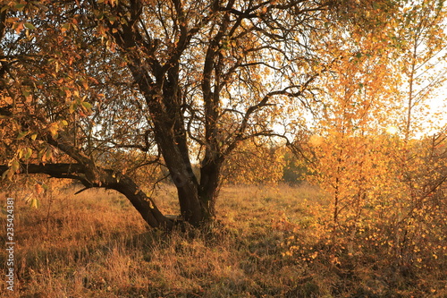 Beautiful autumn landscape, natural color.