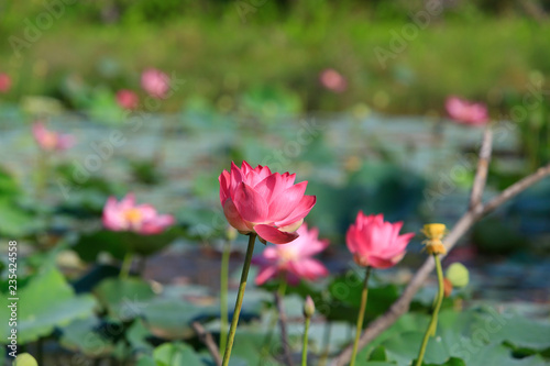 Lotus flower and Lotus flower plants © Nguyen