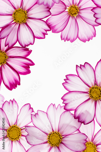 cosmos flower background