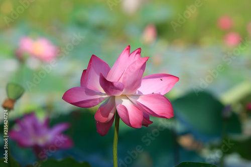 Lotus flower and Lotus flower plants