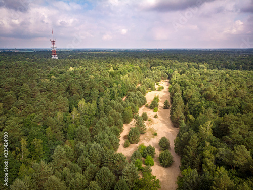 Green forest in germany