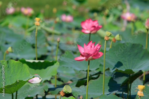 Lotus flower and Lotus flower plants