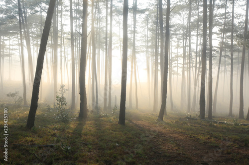 Fantastic foggy forest with pine tree in the sunlight. Sun beams through tree. Beauty world © Nguyen