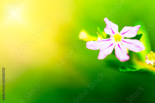 spring flowers macro close up