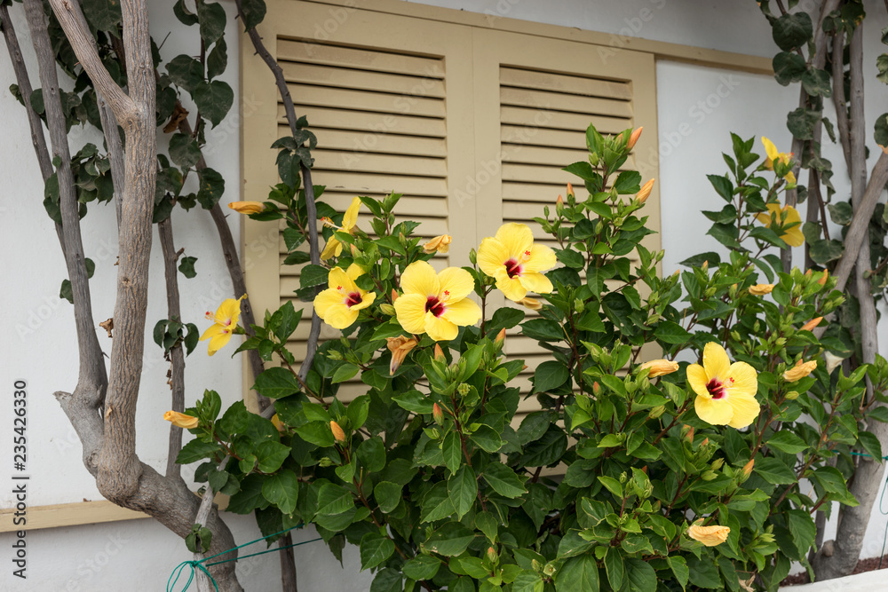 Yellow hibiscus flower in blossom on green bush in the garden Yellow hibiscus flower in blossom on green bush in the garden