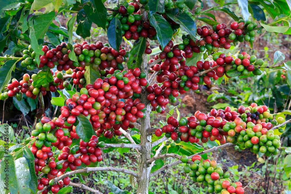 Coffee tree on cofffe tree in cafe plantation Coffee tree on cofffe tree in cafe plantation