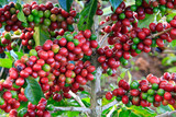 Coffee tree on cofffe tree in cafe plantation