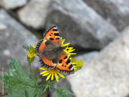 Motyl Rusałka pokrzywnik Aglais urticae #235427176