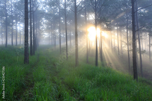 Fantastic foggy forest with pine tree in the sunlight. Sun beams through tree. Beauty world