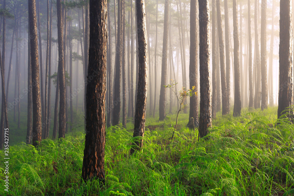Obraz premium Fantastic foggy forest with pine tree in the sunlight. Sun beams through tree. Beauty world