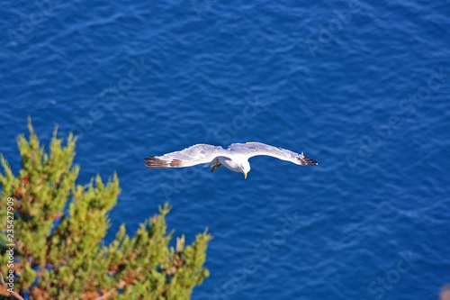 Gabbiano che vola sul mare, Costiera Amalfitana © MultimediaMaker