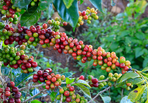 Coffee tree on cofffe tree in cafe plantation photo