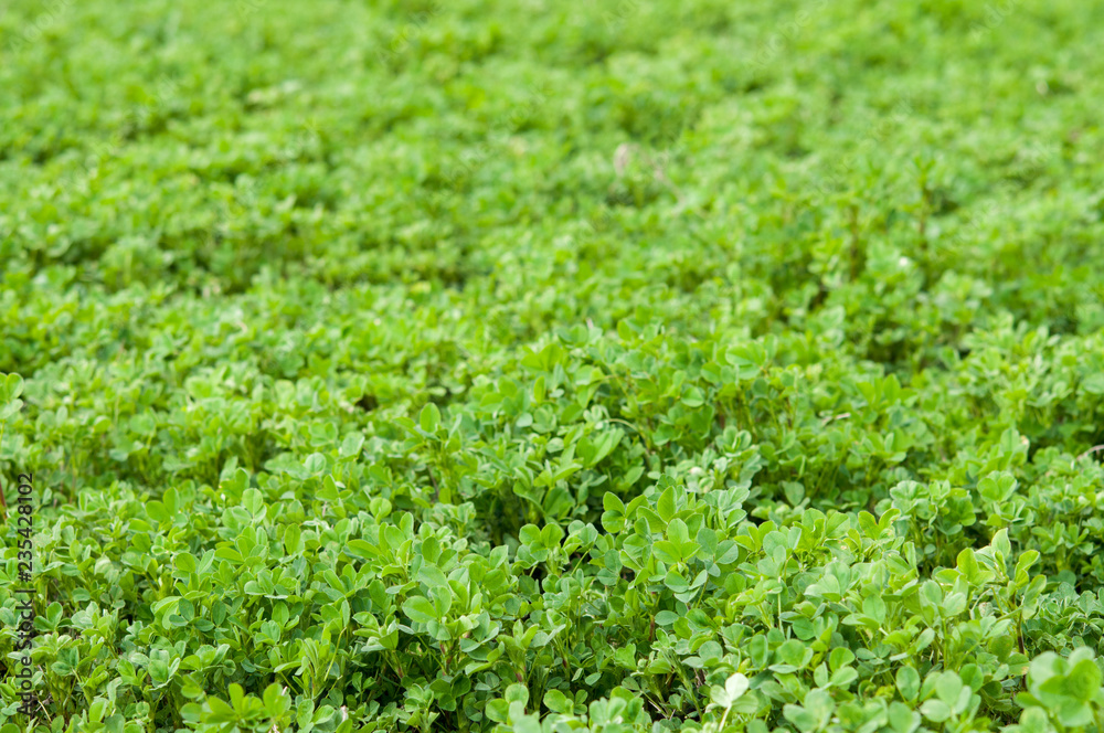 Field with alfalfa Field with alfalfa