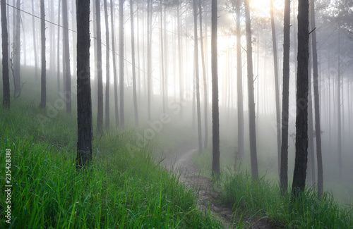 Fantastic foggy forest with pine tree in the sunlight. Sun beams through tree. Beauty world