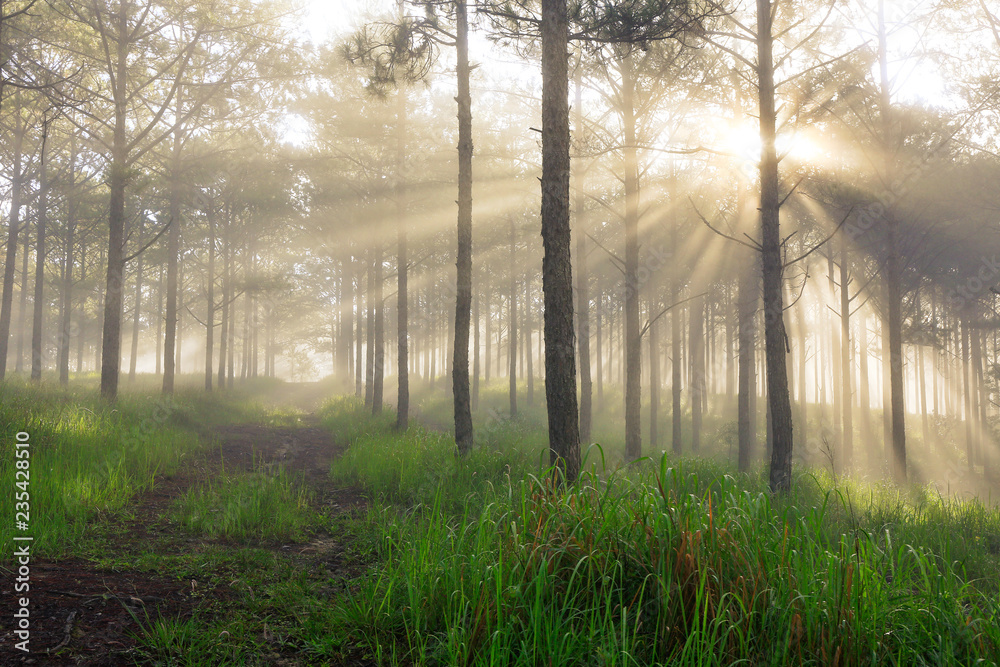 Fantastic foggy forest with pine tree in the sunlight. Sun beams through tree. Beauty world Fantastic foggy forest with pine tree in the sunlight. Sun beams through tree. Beauty world