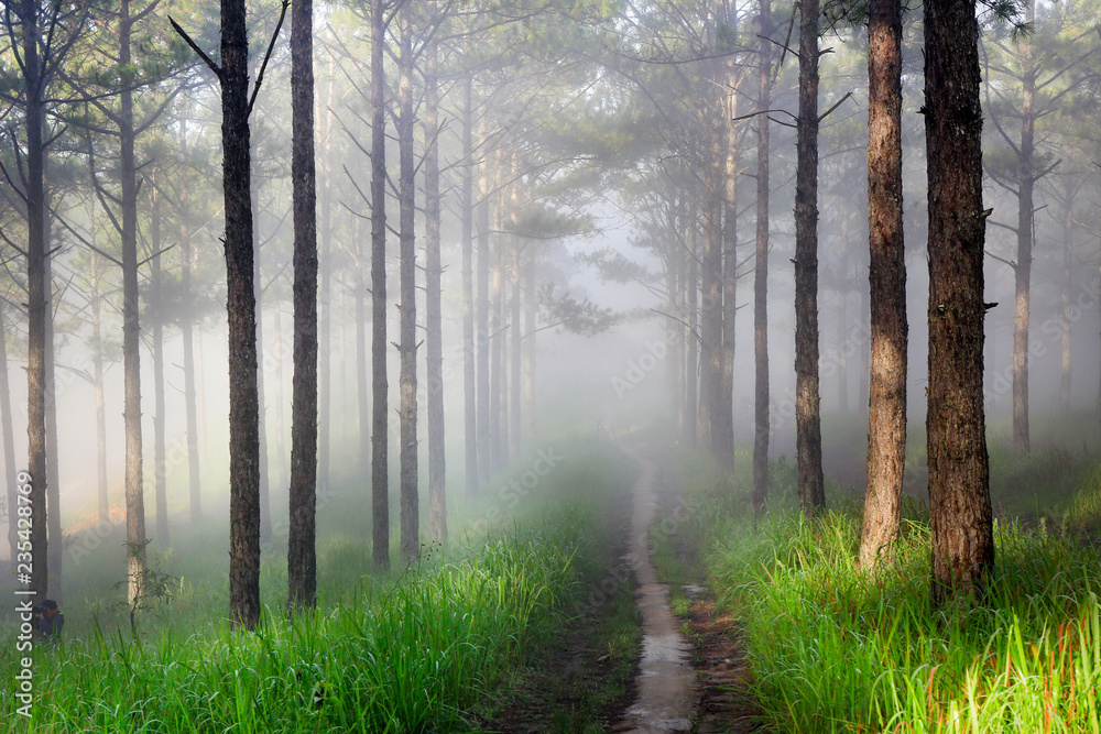 Fototapeta premium Fantastic foggy forest with pine tree in the sunlight. Sun beams through tree. Beauty world