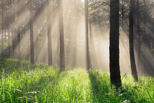Fototapeta Naklejka Na Ścianę i Meble -  Fantastic foggy forest with pine tree in the sunlight. Sun beams through tree. Beauty world