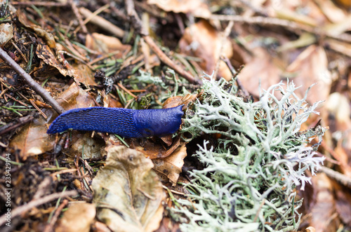 Mountain slug and iceland moss. Forest clam. Slow creeping. photo