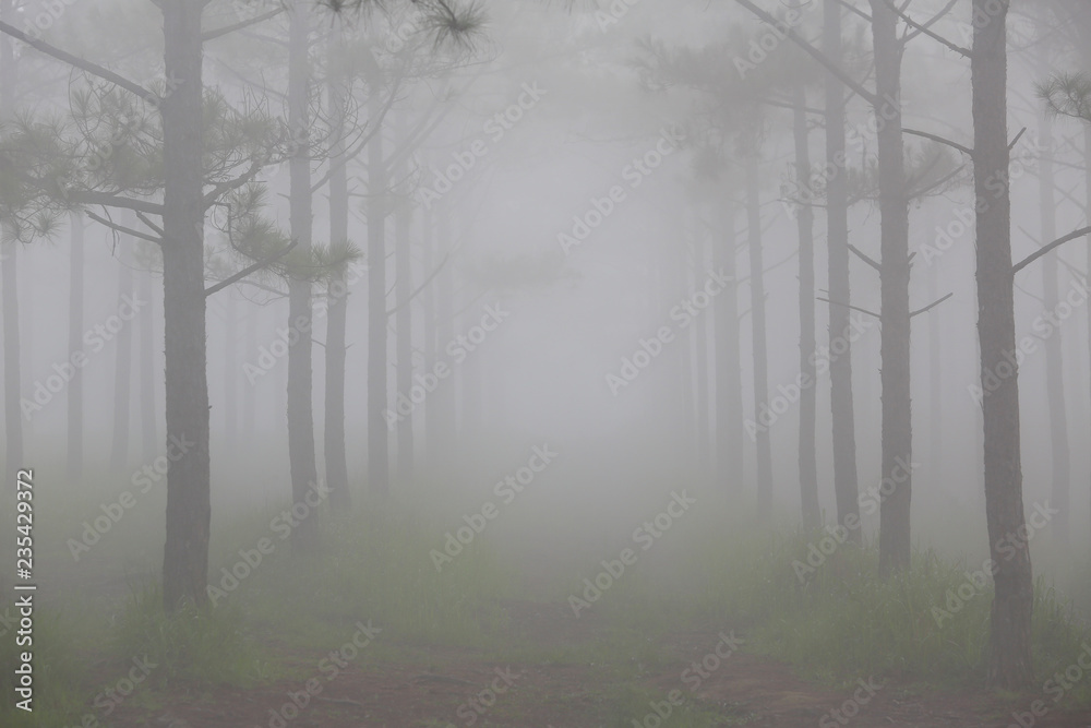 Fantastic foggy forest with pine tree in the sunlight. Sun beams through tree. Beauty world Fantastic foggy forest with pine tree in the sunlight. Sun beams through tree. Beauty world