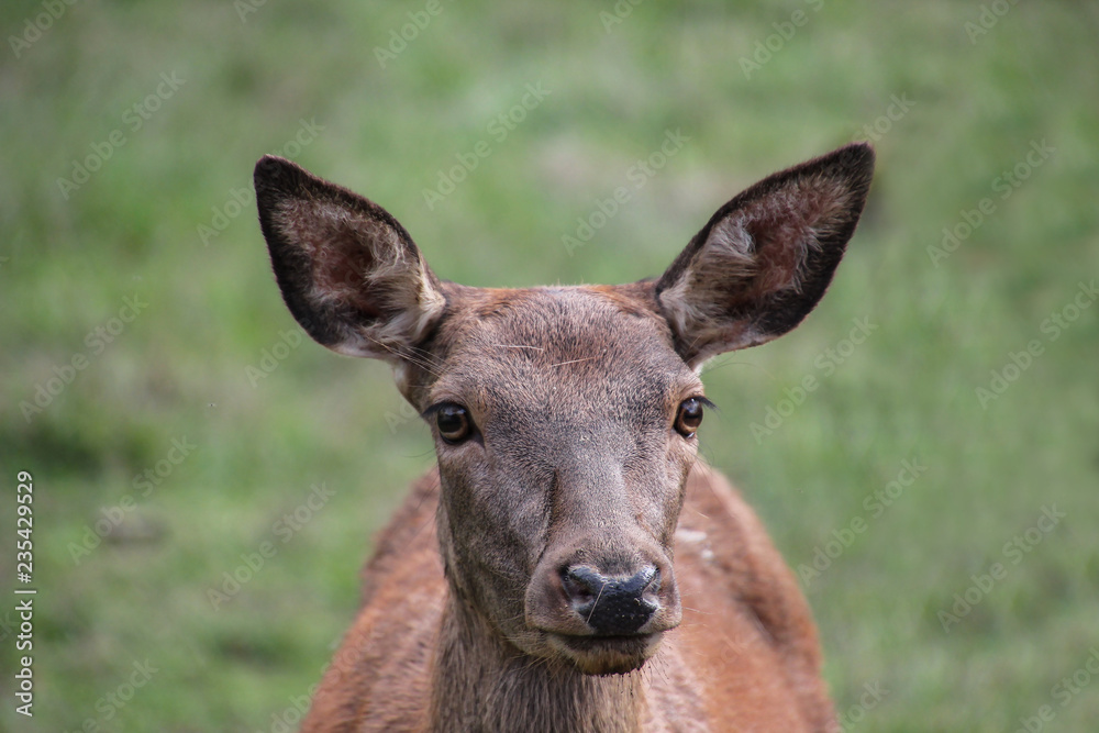 Roe deer standing in a field. Roe deer in the summer Roe deer standing in a field. Roe deer in the summer