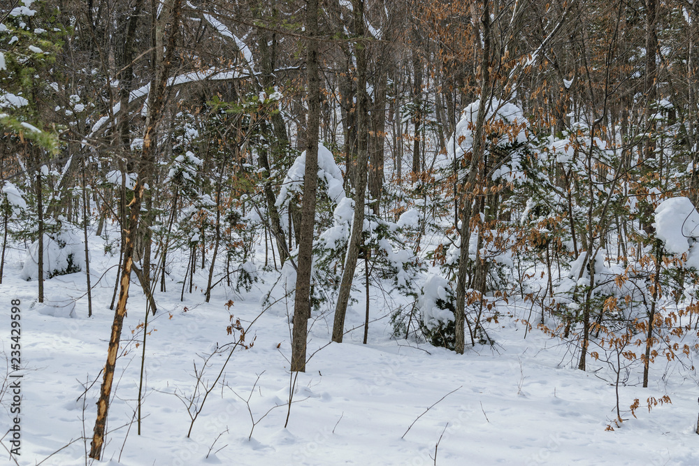 Fototapeta premium In winter forest at sunny day.