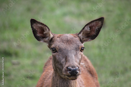 Roe deer standing in a field. Roe deer in the summer