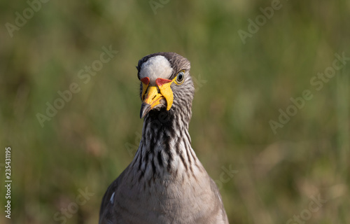 African wattled lapwing portrait 