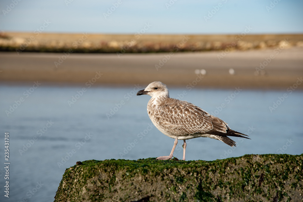 Obraz premium seagull resting on a rock