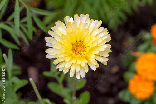 yellow flower in grass