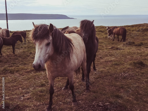 Female horse white horse with black male horse in back.