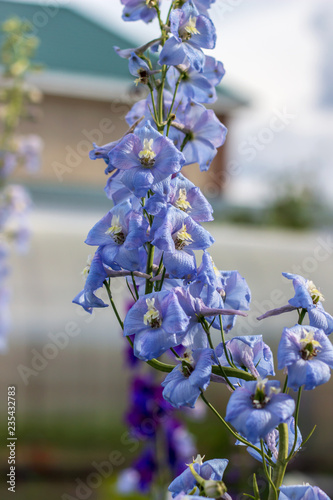 Aconite crescit in horto photo