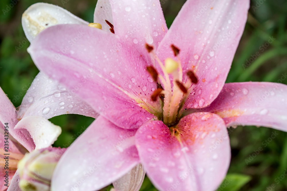 Pink Lily with raindrops, close-up